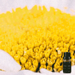 Pure Chamomile Essential Oil - 10ml