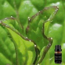 Pure Peppermint Essential Oil 10ml