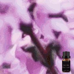 Pure Lavender Essential Oil 10ml