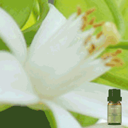 Pure Neroli Fragrance Oil 10ml
