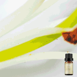 Pure Lily Fragrance Oil 10ml