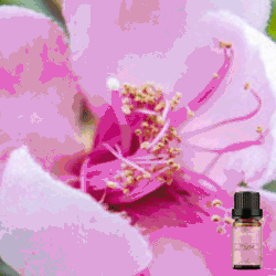 Pure Myrtle Fragrance Oil 10ml