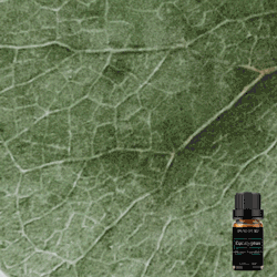 Pure Eucalyptus Essential Oil 10ml