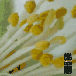 Pure Jasmine Essential Oil - 10ml