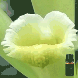 Pure Vanilla Essential Oil - 10ml