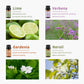 Lime, Verbena, Neroli, Gardenia, Chamomile, Rose, Vetiver, Rosemary essential oil set