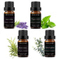 Lavender, Eucalyptus, Peppermint, Rosemary Essential Oils