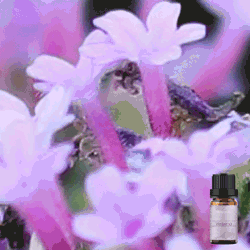 Pure Verbena Fragrance Oil 10ml