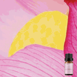 Pure Lotus Fragrance Oil 10ml
