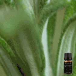 Pure Rosemary Essential Oil 10ml